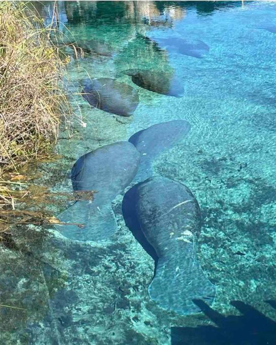 Manatee Oasis Weeki Wachee Family Fun Pool Home Spring Hill Dış mekan fotoğraf