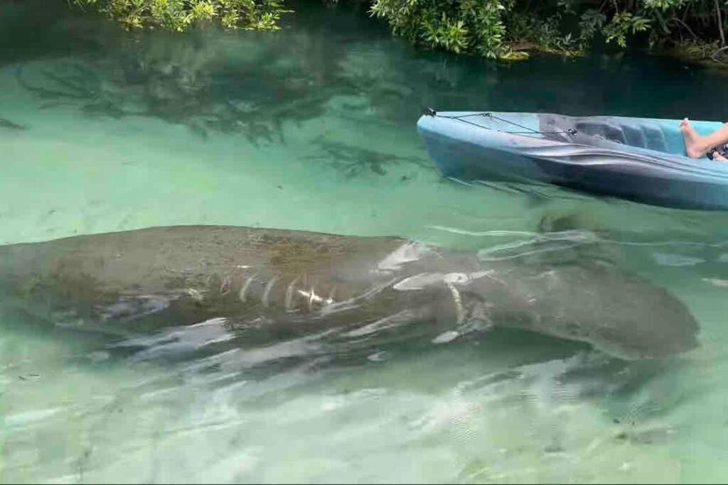 Manatee Oasis Weeki Wachee Family Fun Pool Home Spring Hill Dış mekan fotoğraf
